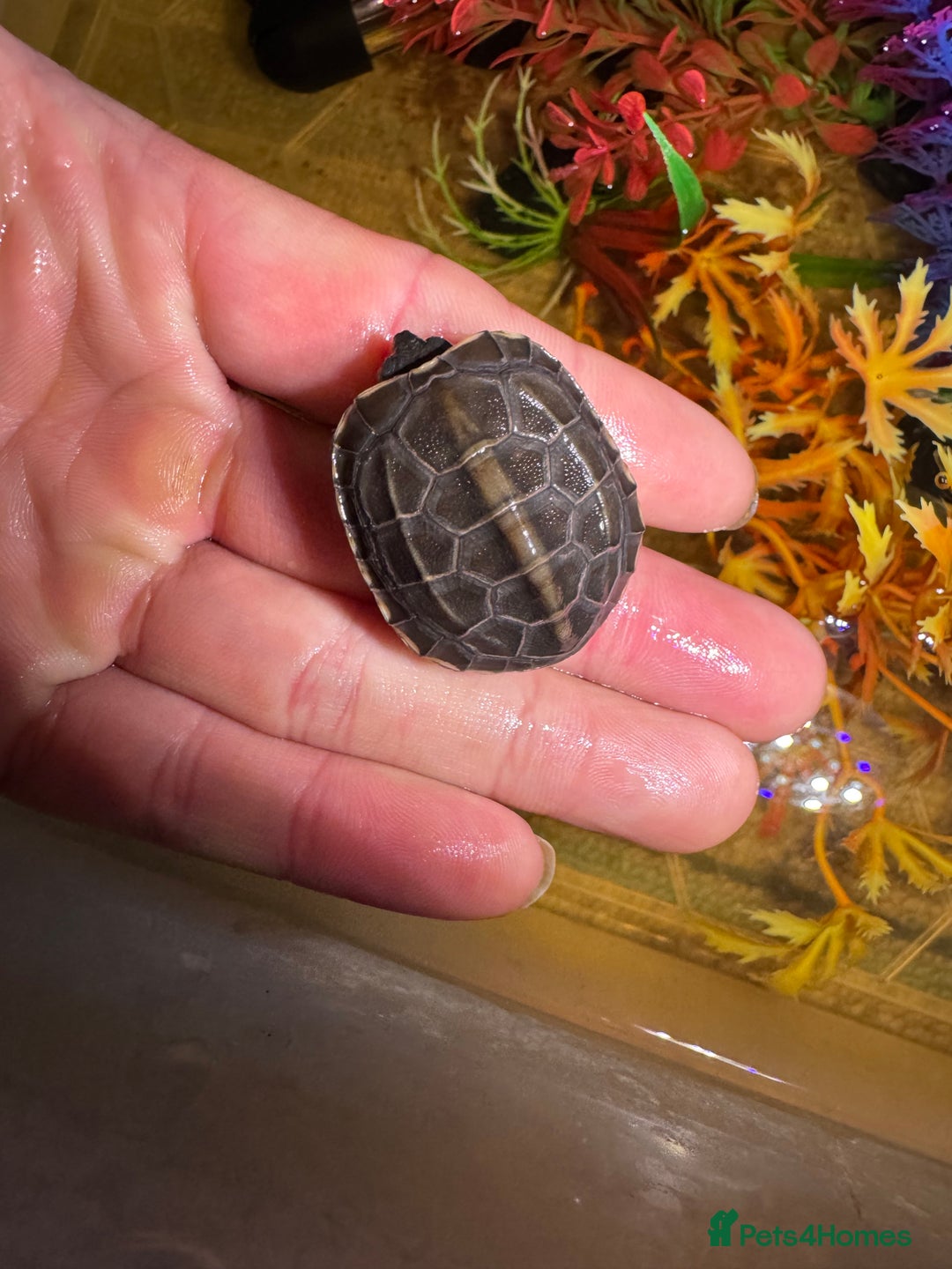 Turtle reptiles for sale: Turtles  - Advert 5