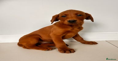 Labrador Retriever dogs - Advert 9
