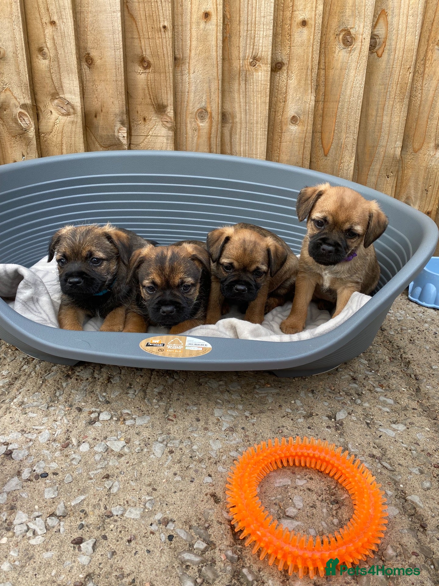 Border Terrier dogs ⭐️BORDER TERRIERS, KC REGISTERED  - Advert 4