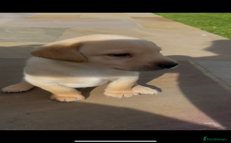 Labrador Retriever dogs - Advert 4
