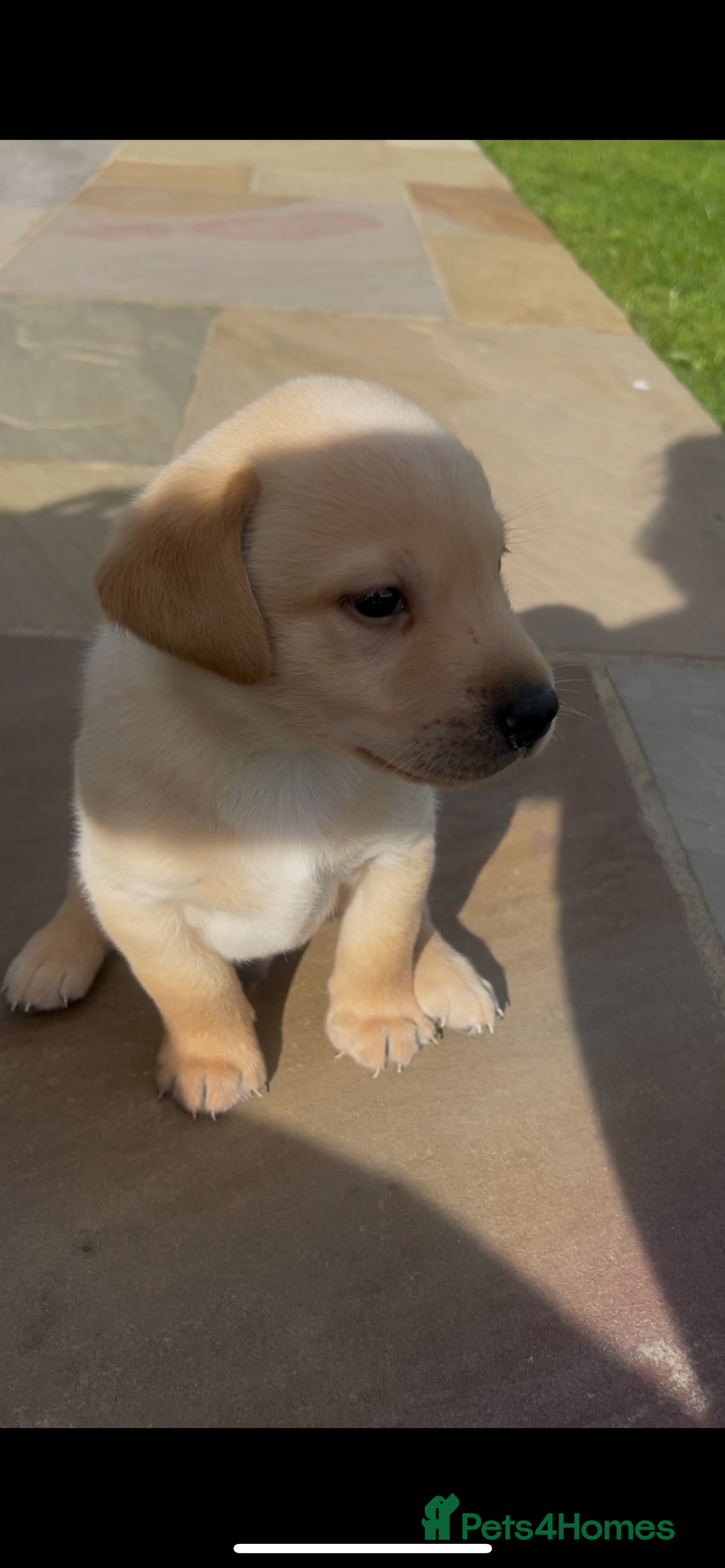 Labrador Retriever dogs for sale: Labrador pups  - Image 4