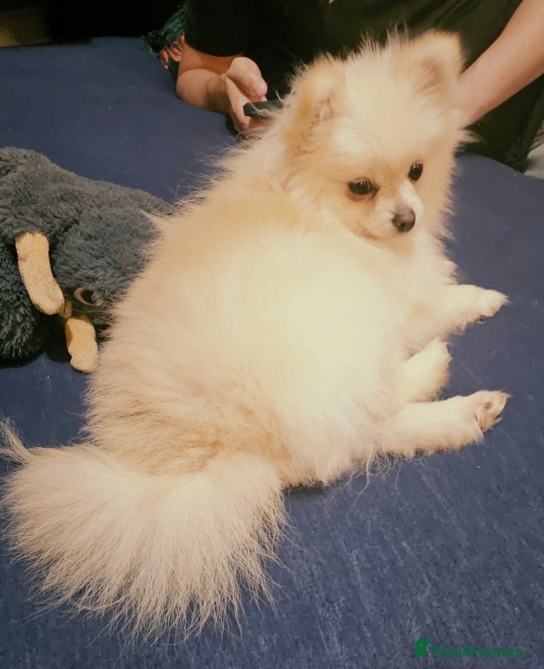Pomeranian dogs for sale: Beautiful  ** -Size Pomeranian Girl - Image 13