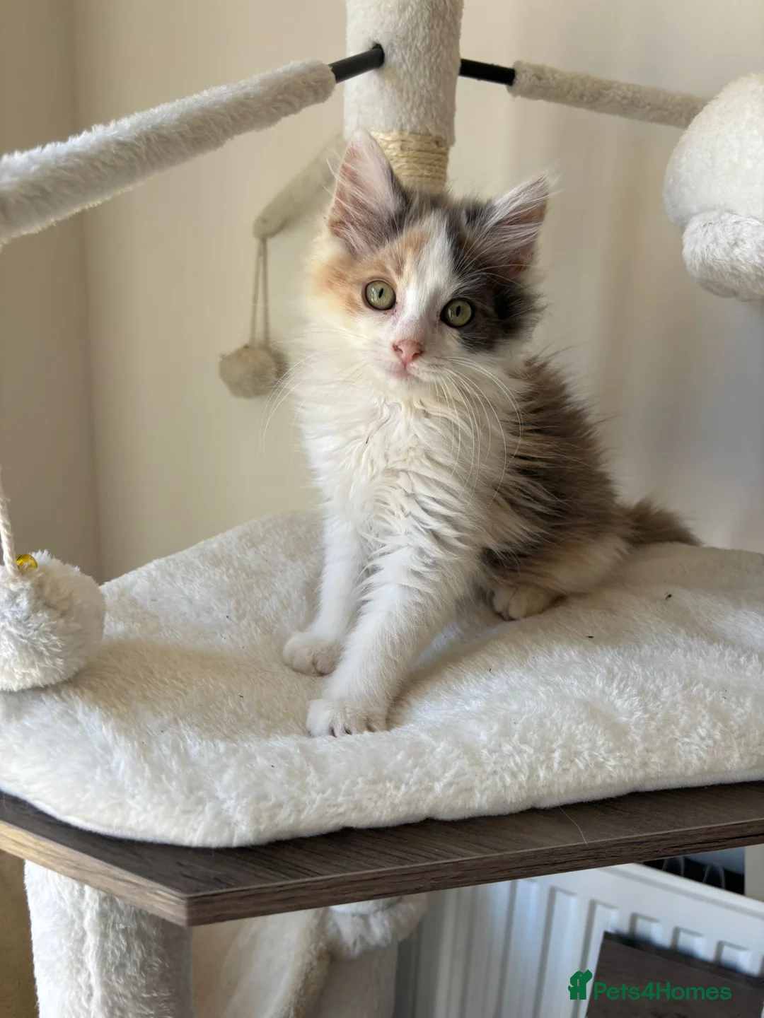 Mixed Breed cats for sale: Two kittens male/female long hair dilute calico  - Advert 7