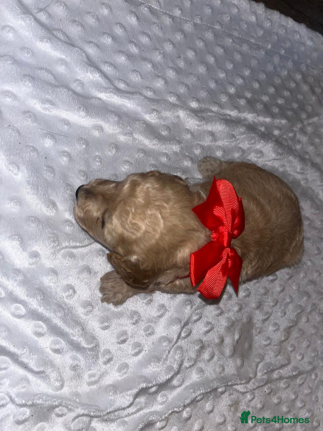 Cockapoo dogs for sale: Cocapoos f1  - Image 4