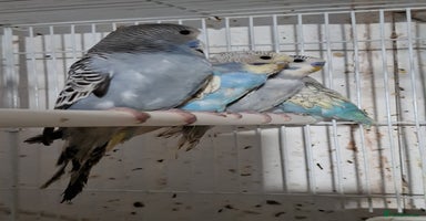 Budgerigars birds - Advert 4