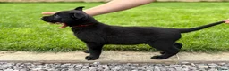 Belgian Shepherd Dog dogs for sale: EXCEPTIONAL WORKING LINE SHEPHERDS! - Advert 13