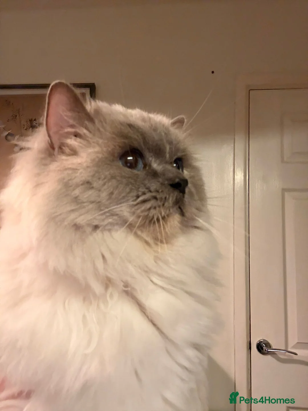 Ragdoll cats for sale:  🐾 2 Stunning BluePoint Mitted Ragdoll Kittens 🐾 in Worcester - Advert 2