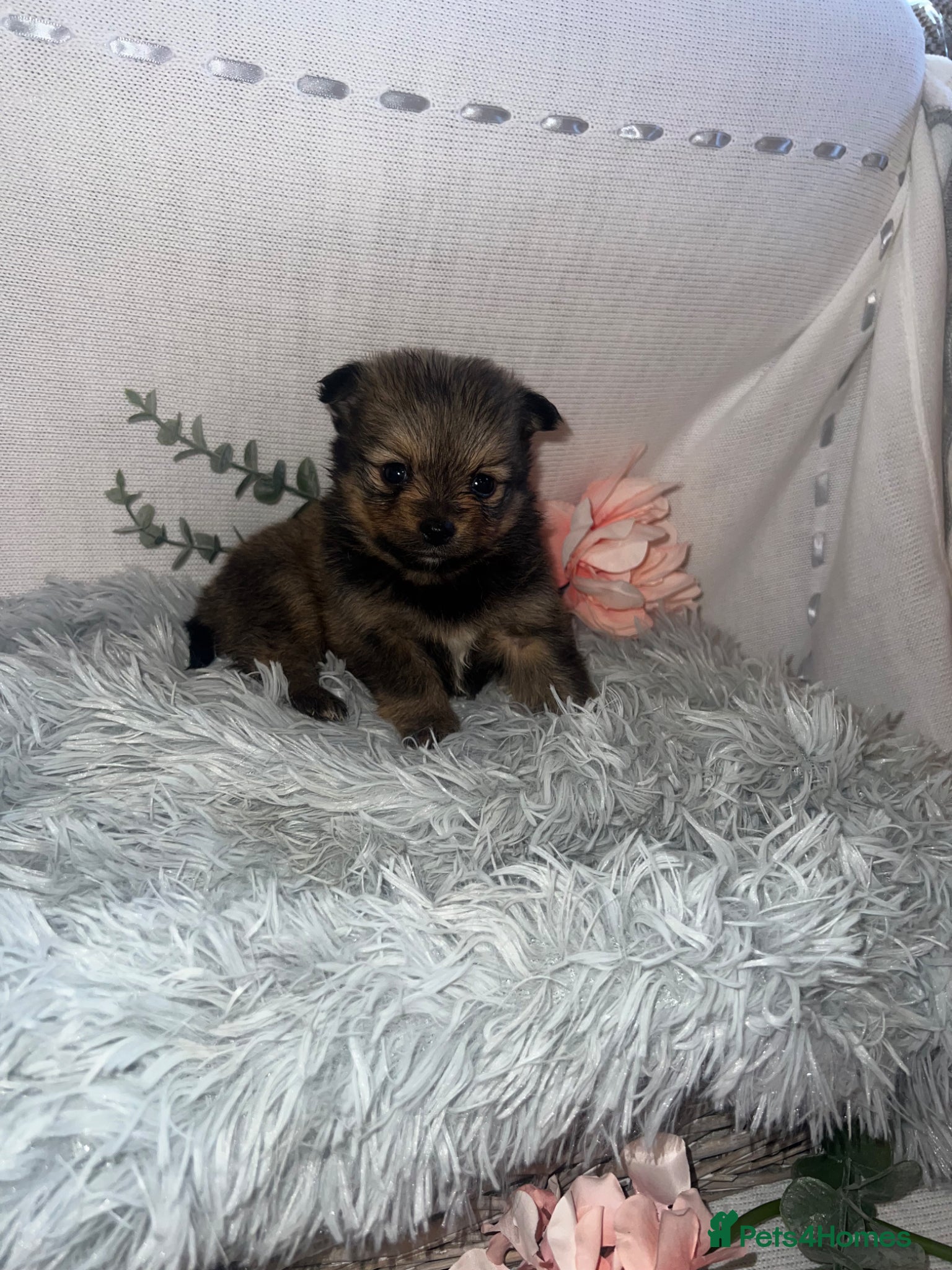 Pomeranian dogs Beautiful  Pomeranian baby’s  - Advert 1