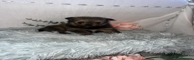 Pomeranian Puppy 3
