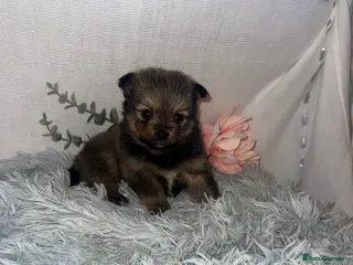 Pomeranian dogs Beautiful Pomeranian baby’s - Advert 1