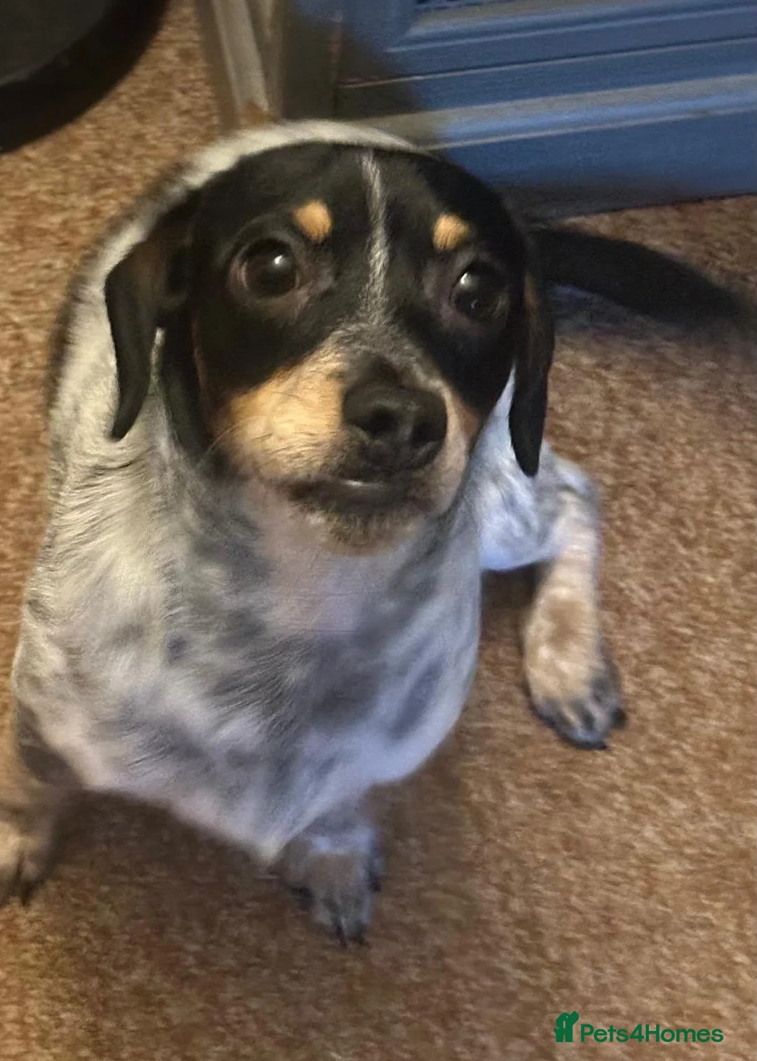 Mixed Breed dogs for sale: Schweenie boys  in Bury Saint Edmunds - Advert 10