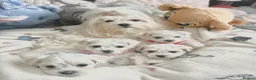 Maltese dogs for sale: GORGEOUS KOREAN MALTESE PUPPIES - Advert 23