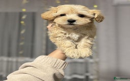 Maltipoo dogs for sale: Expecting F1 small Maltipoo puppies - Image 2