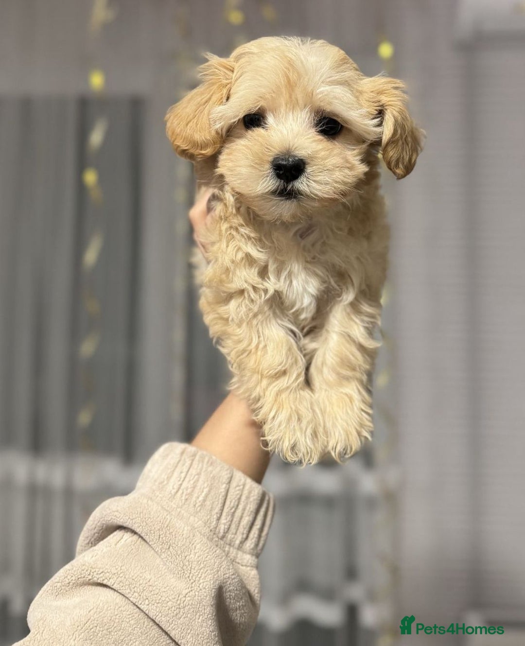 Maltipoo dogs for sale: Expecting F1 small Maltipoo puppies - Image 2