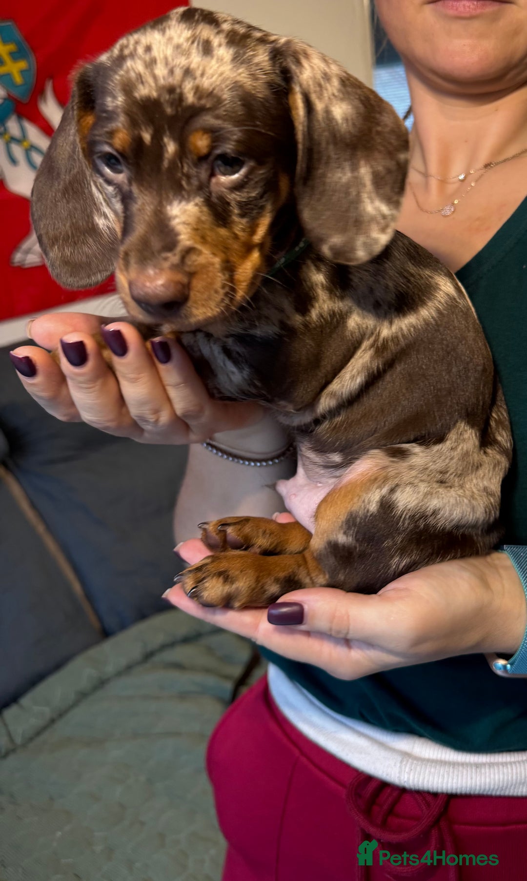 Miniature Dachshund dogs for sale: KC reg miniature dachshund puppies 4 girls 4 boys - Advert 1
