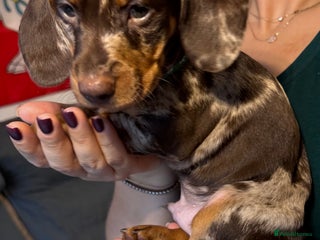 Miniature Dachshund dogs KC reg miniature dachshund puppies 4 girls 4 boys - Advert 8