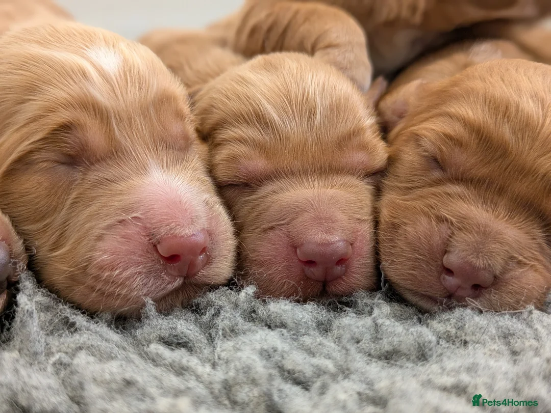 Cockapoo dogs for sale: Miniature F1 Cockapoo Pups, Health Tested Parents - Advert 15