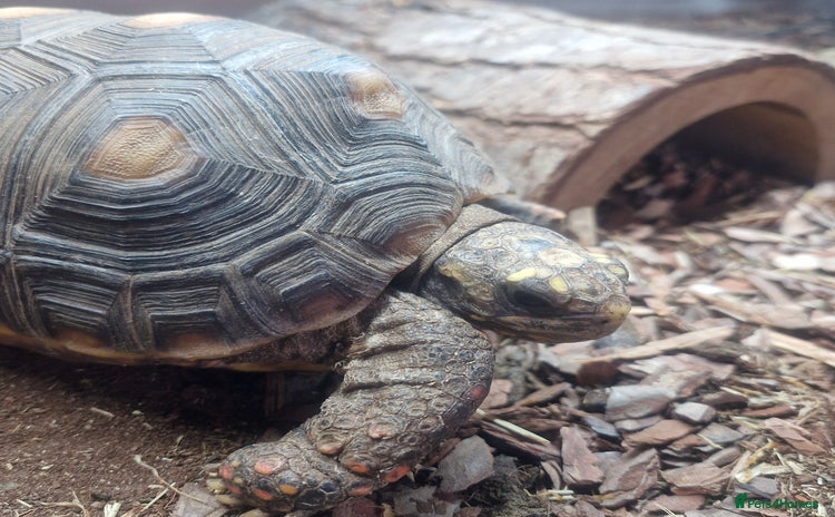 Tortoise reptiles - Advert 4