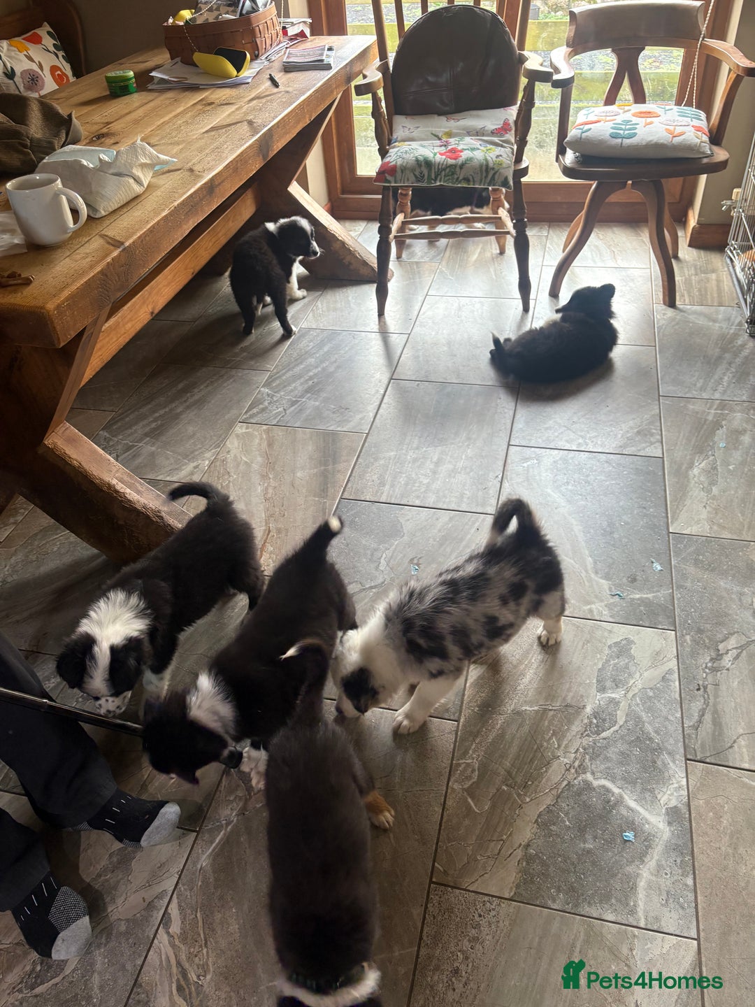 Border Collie dogs for sale: Border collie puppies  - Advert 3