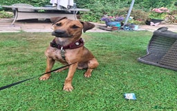 Mixed Breed dogs for sale: Gorgeous 8 month doberman cross  - Image 1