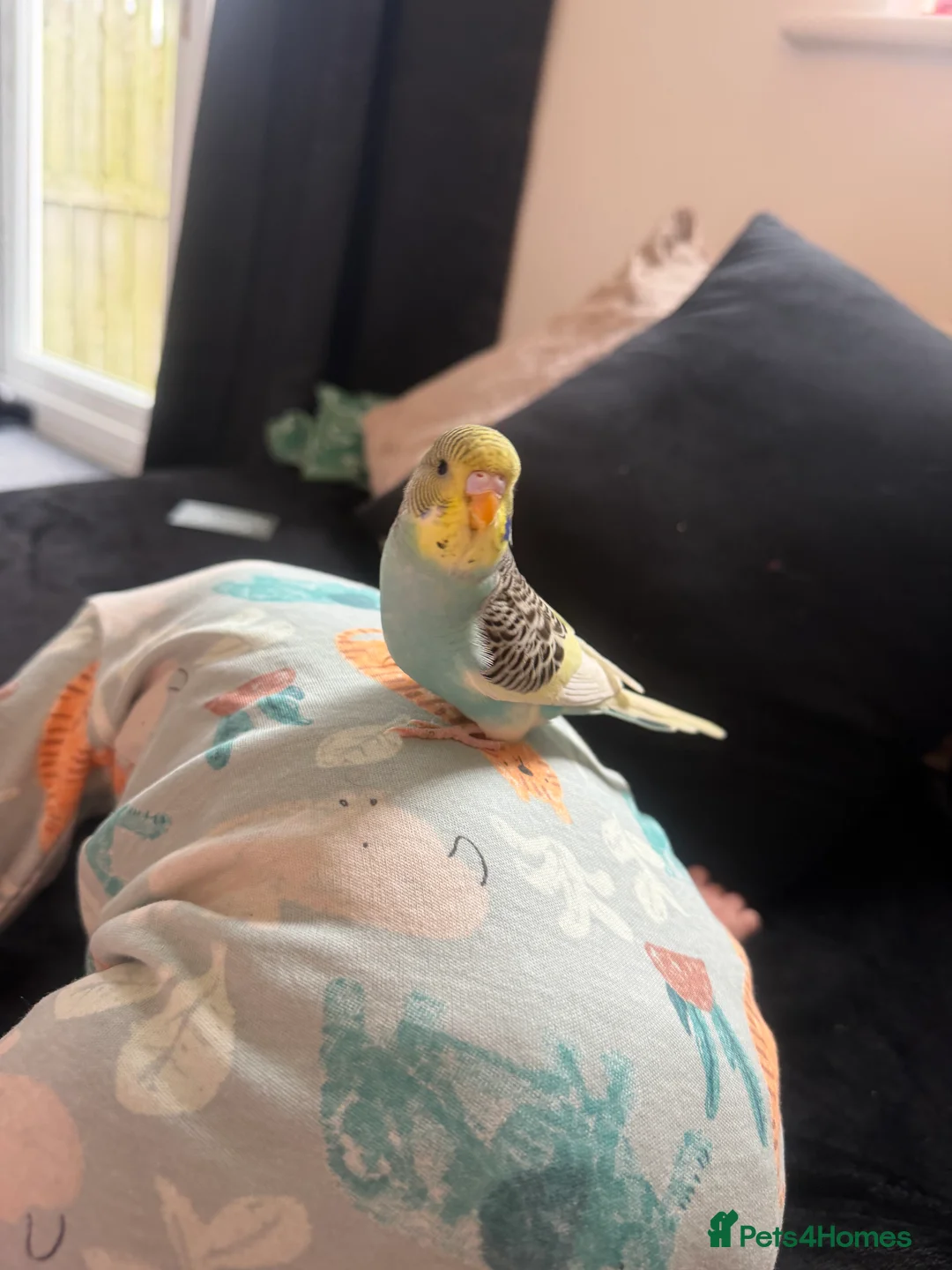 Budgerigars birds for sale: Budgies  - Advert 3