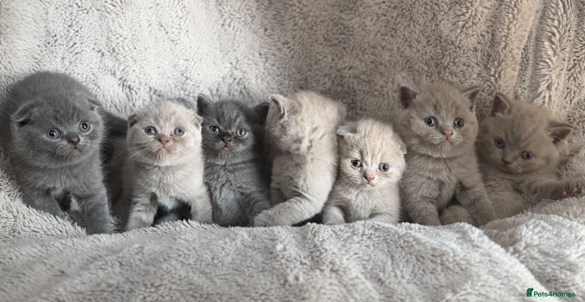 British Shorthair cats Little teddy bears - Advert 1
