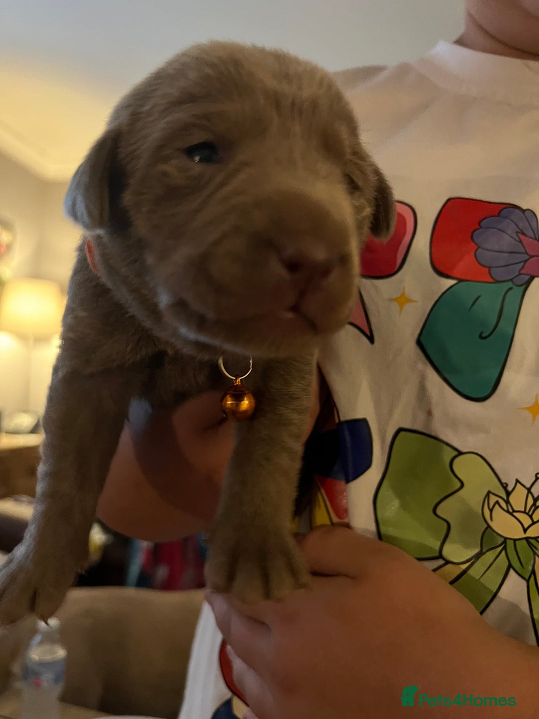 Labrador Retriever dogs for sale: Kc dna clear silver Labrador pups  - Advert 20