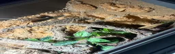 Leopard Gecko reptiles for sale: Male leopard gecko with viv in Tewkesbury - Advert 7