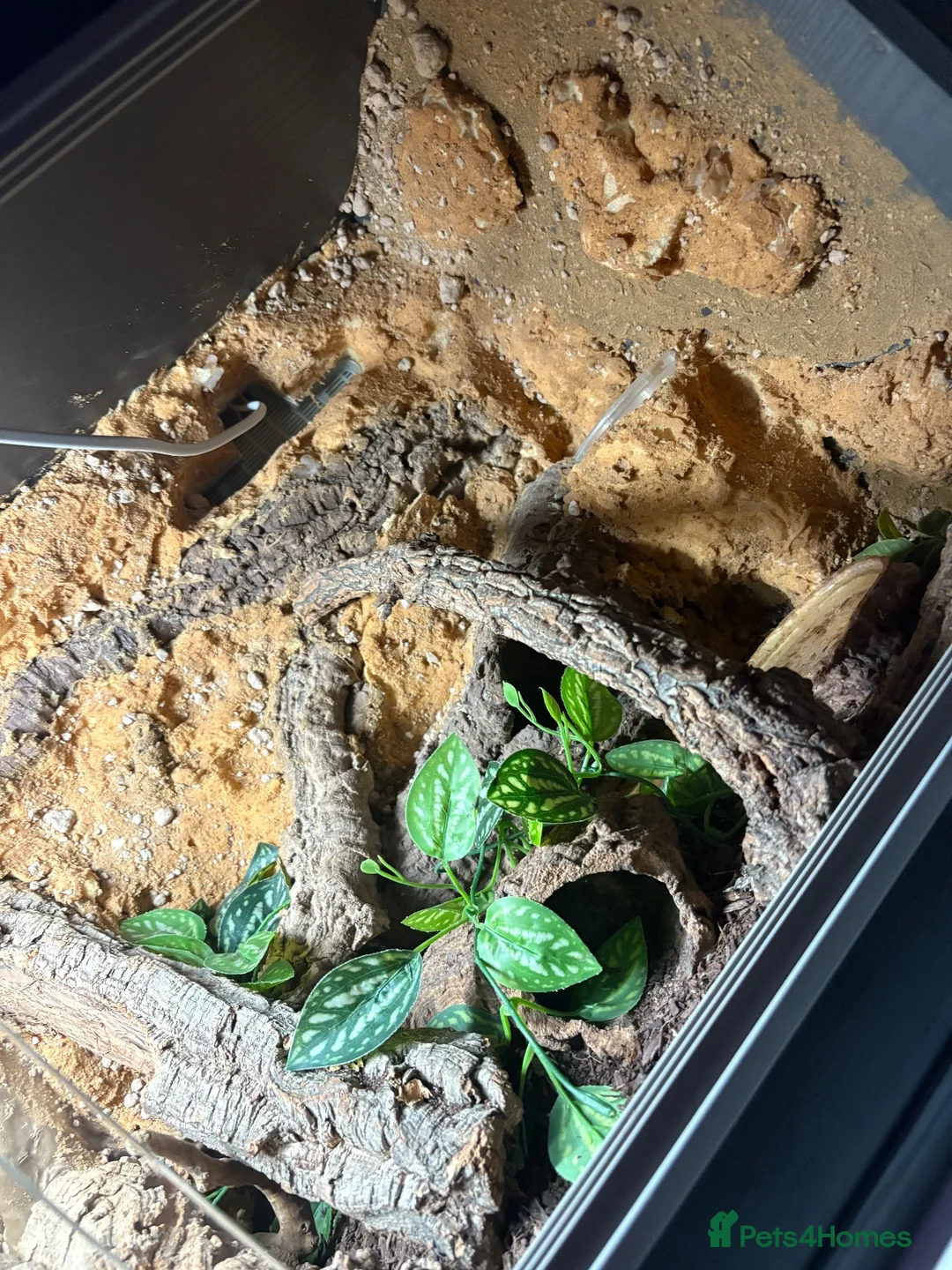 Leopard Gecko reptiles for sale: Male leopard gecko with viv in Tewkesbury - Advert 7