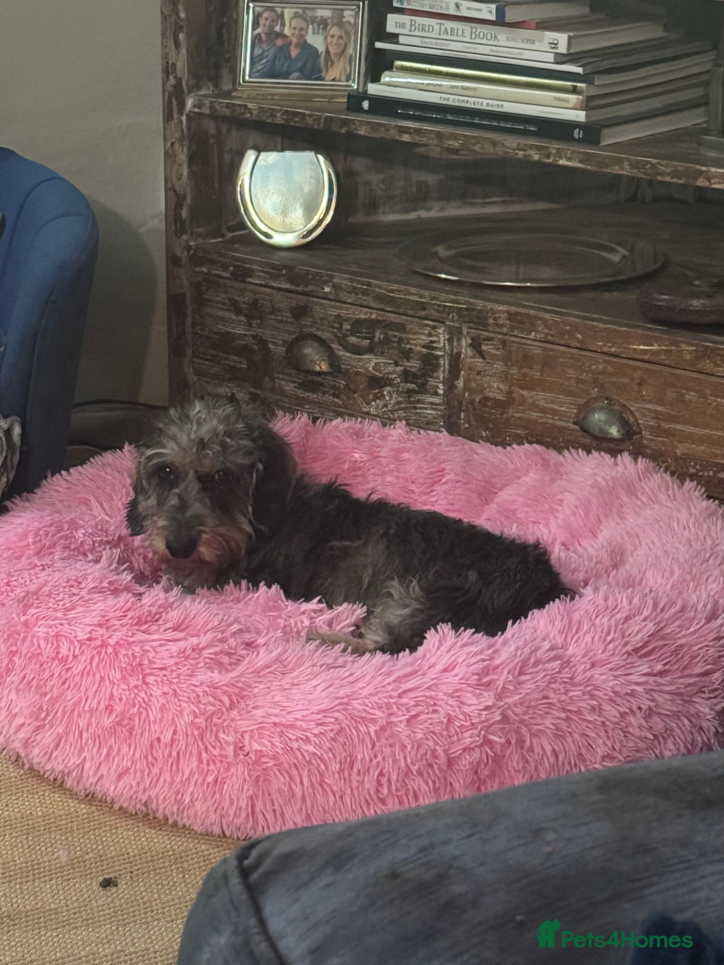 Dachshund dogs Miniature wire haired dachshunds - Advert 1