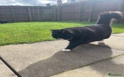 British Longhair cats for sale: 4 year old blind stick needs a new home - Advert 14