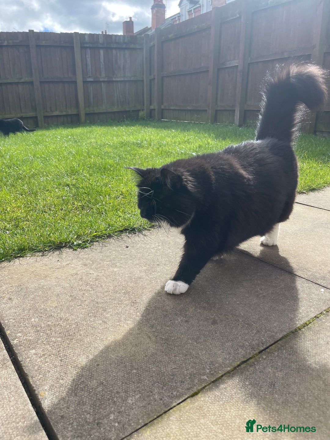 British Longhair cats for sale: 4 year old blind stick needs a new home - Advert 14