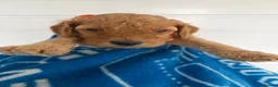 Cockapoo dogs for sale: Health tested 4 red F1b cockapoo  - Advert 30