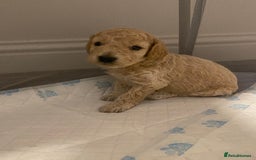 Cockapoo dogs for sale: F2 Cockapoo - Image 3