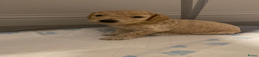 Cockapoo Puppy 5