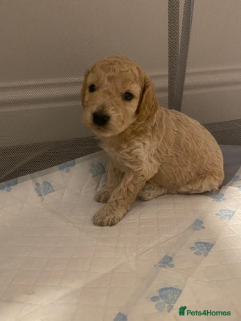 Cockapoo dogs - Advert 6