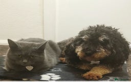 Mixed Breed cats for sale: Three cats in need of a home - Advert 7