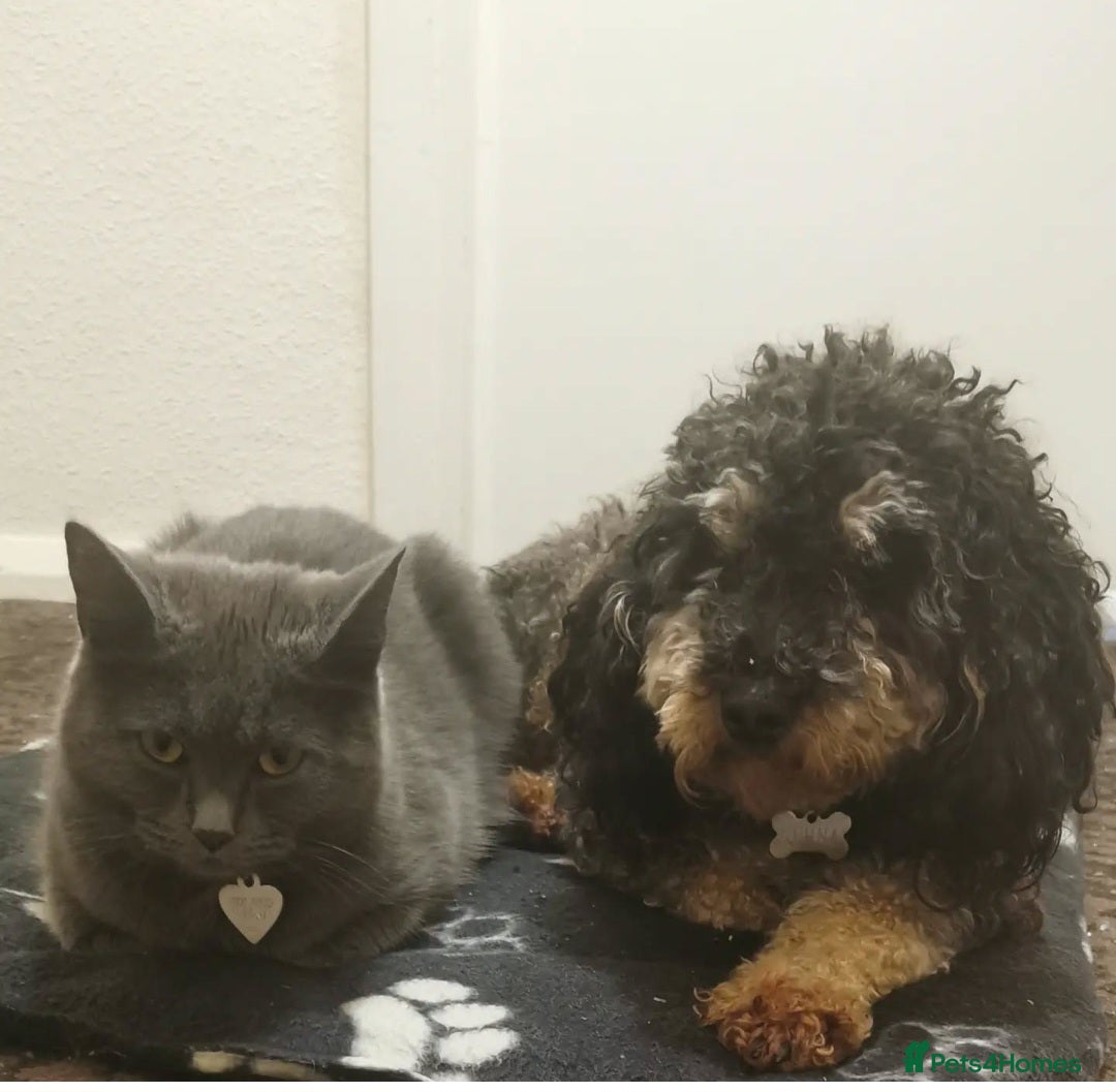 Mixed Breed cats for sale: Three cats in need of a home - Advert 7