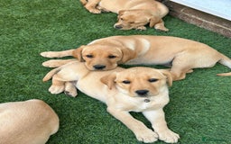 Labrador Retriever dogs for sale: Golden and fox red lab puppies ready to leave now - Image 9