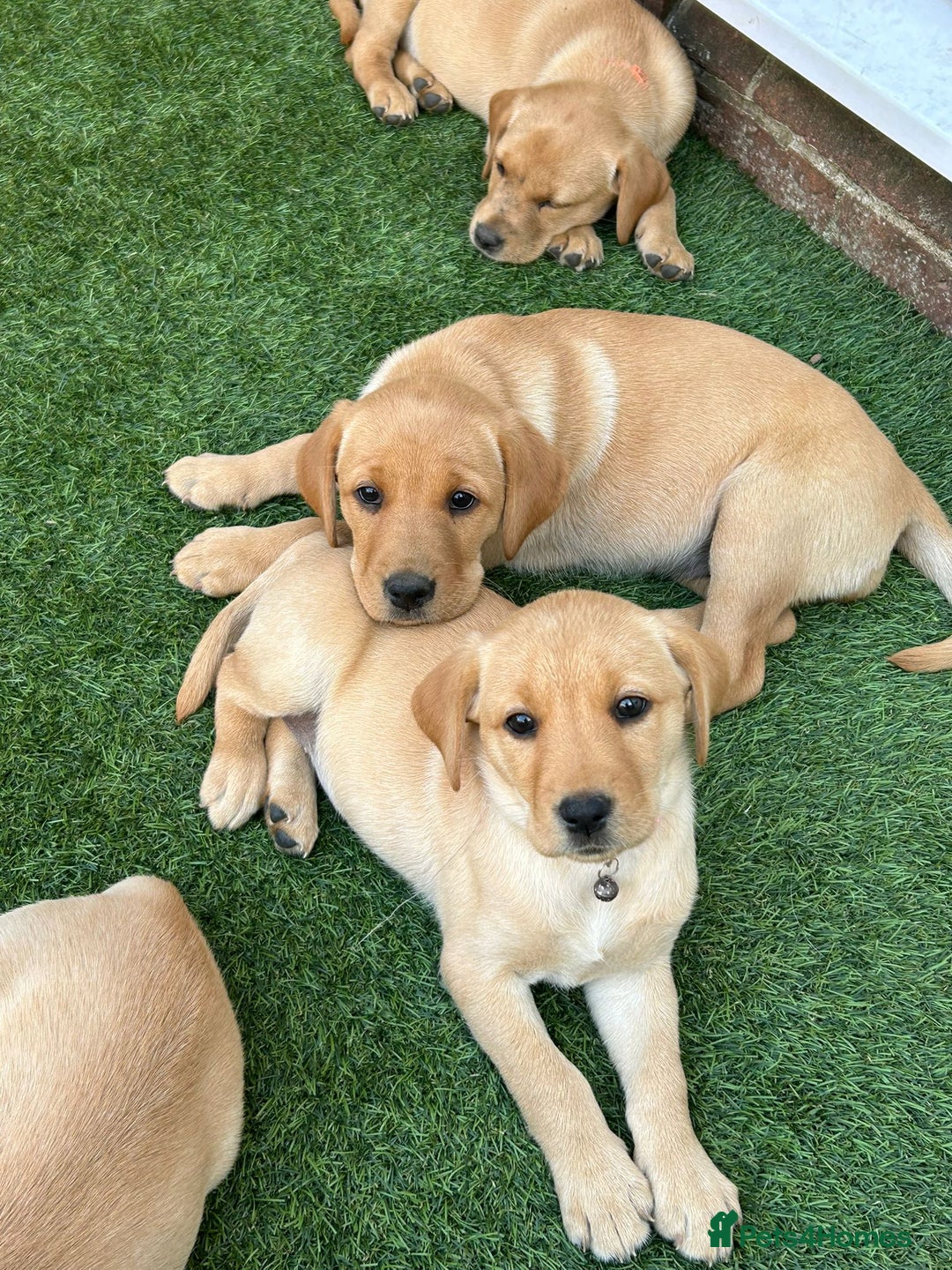 Labrador Retriever dogs for sale: Golden and fox red lab puppies ready to leave now - Image 9