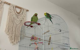 Ringnecks birds for sale: indian ring neck // cage - Image 7
