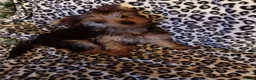 Yorkshire Terrier dogs for stud: Sparky - Advert 16