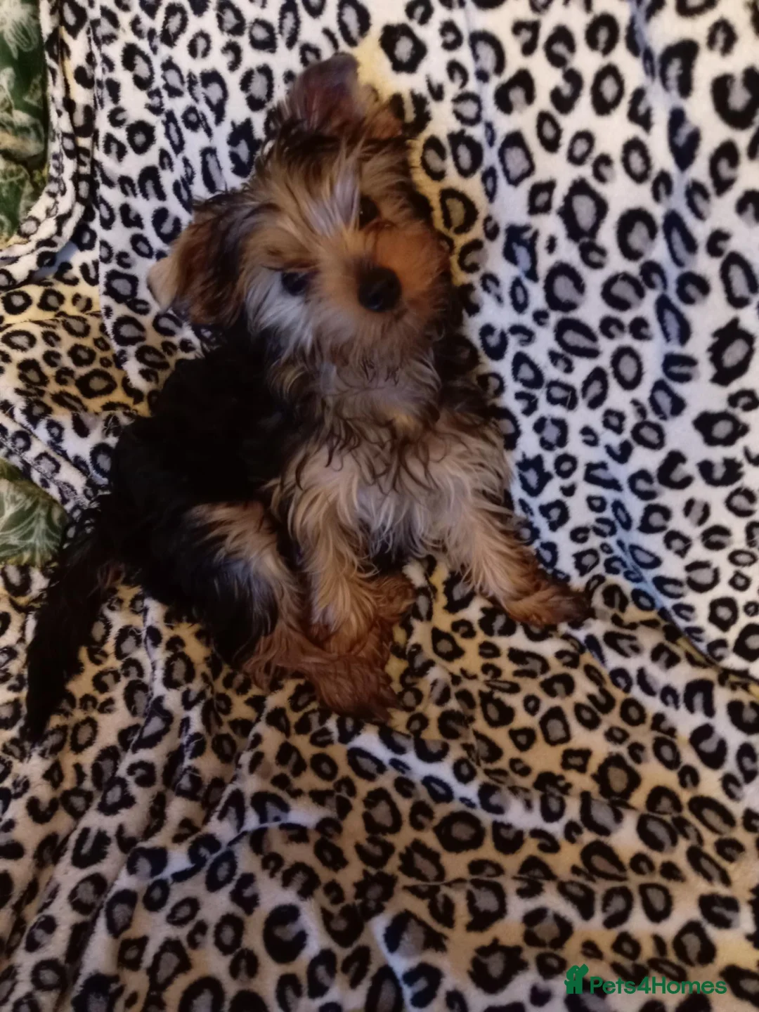 Yorkshire Terrier dogs for stud: Sparky - Advert 16