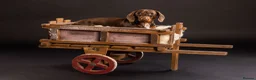 Dachshund dogs for sale: Loving Dachshund - Male  in Brough - Advert 3
