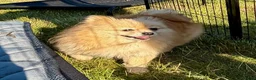Pomeranian dogs for adoption: 🐾 Tuzi – Female Pom Looking for aForever Home 🐾 - Advert 1