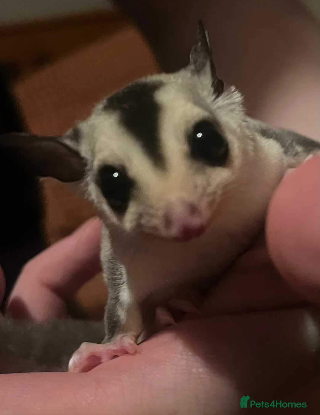 Sugar Glider rodents for sale: Two white face sugar gliders available  in Northampton - Advert 2