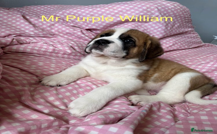 Saint Bernard dogs - Advert 2