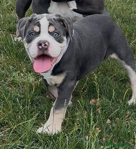 Olde English Bulldogge dogs 🔥£1500🔥Champion bloodline Olde English Buldogs - Advert 2