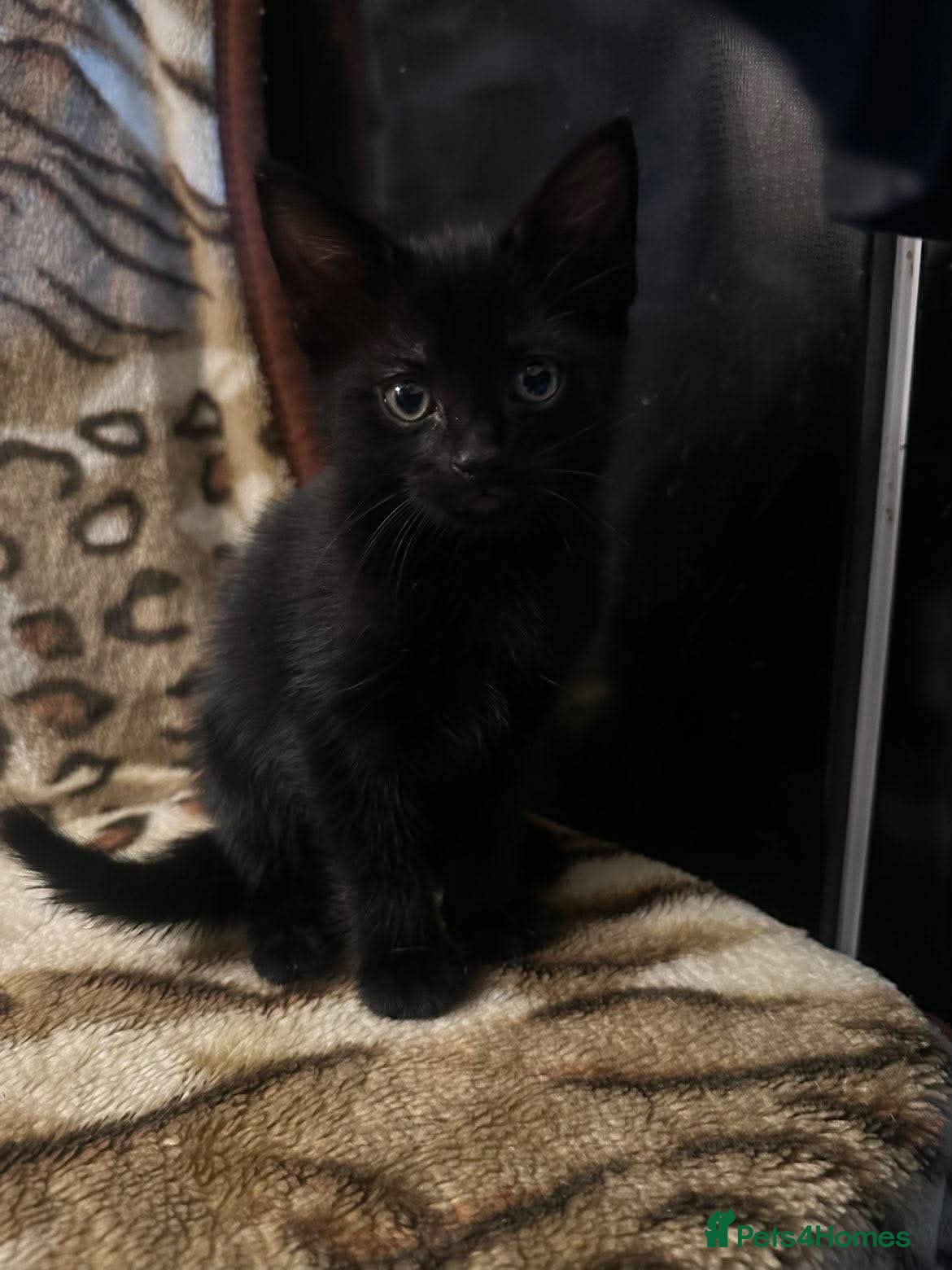 Mixed Breed cats 2 beautiful kittens for sale  - Advert 2