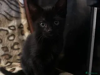 Mixed Breed cats 2 beautiful kittens for sale - Advert 1